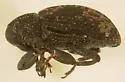 Apteromechus longus - photo 3