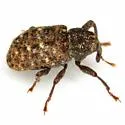 Apteromechus texanus - photo 2