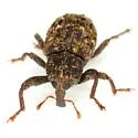 Apteromechus texanus - photo 3