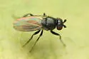 Apteromyia claviventris