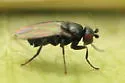 Apteromyia claviventris - photo 2
