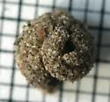Snailcase bagworm - Hodges#0438.1