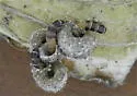 Snailcase bagworm - Hodges#0438.1 - photo 2