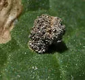 Snailcase bagworm - Hodges#0438.1 - photo 3