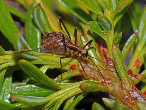 Tasmanian Snow Scorpionflies - Apteropanorpidae