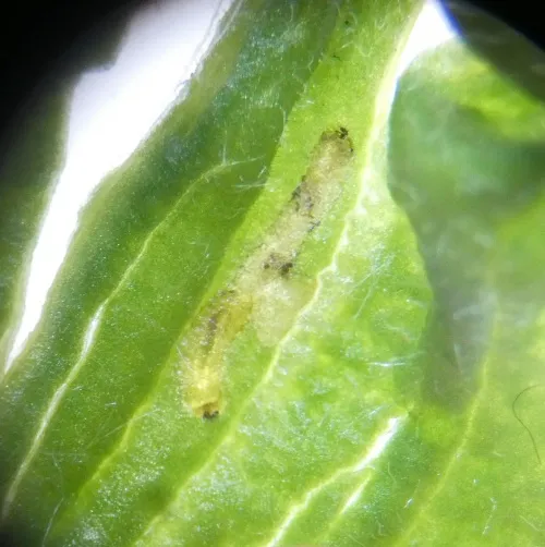 Apteropeda orbiculata - photo 2