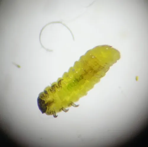 Apteropeda orbiculata - photo 3