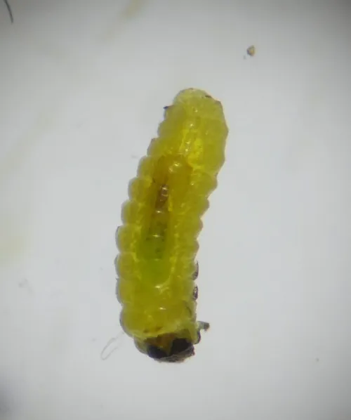 Apteropeda orbiculata - photo 4