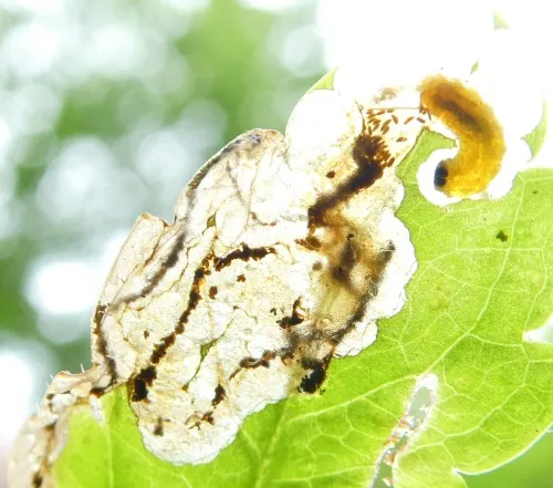 Apteropeda orbiculata - photo 5