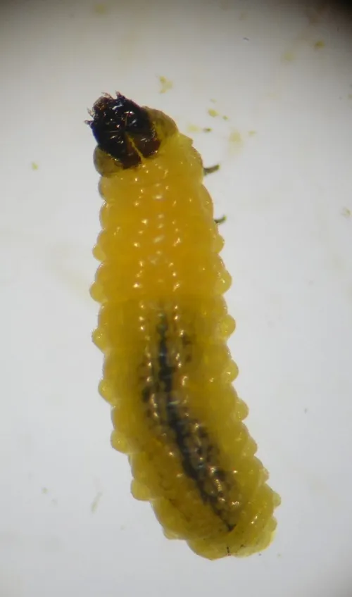 Apteropeda orbiculata - photo 6