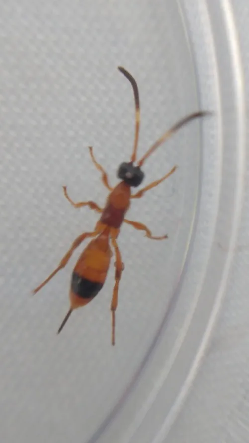 Aptesis nigrocincta