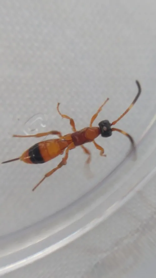 Aptesis nigrocincta - photo 2