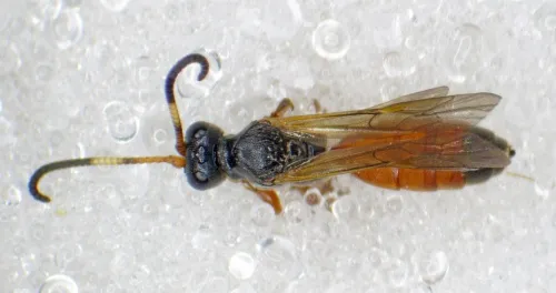 Aptesis nigrocincta - photo 3
