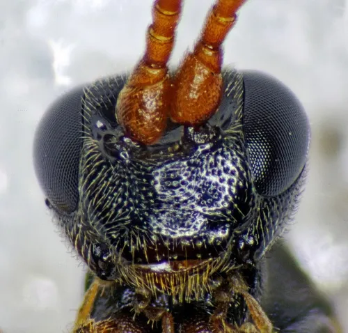 Aptesis nigrocincta - photo 4