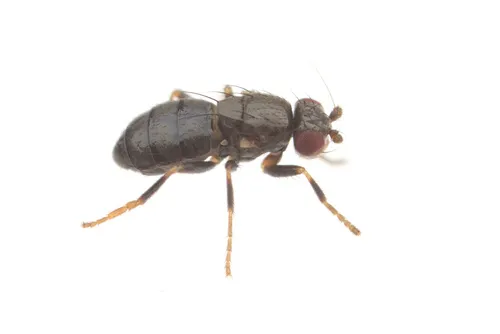 Aptilotus politus