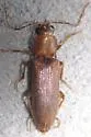 Aptopus gracilis