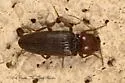 Aptopus peregrinus - Aptopus peregrinus