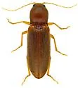 Aptopus pullatus