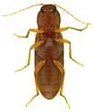 Aptopus pullatus - photo 2