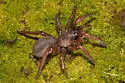 San Bernardino Hills Trapdoor Spider
