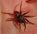 San Bernardino Hills Trapdoor Spider - photo 2