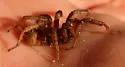 San Bernardino Hills Trapdoor Spider - photo 3