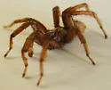 San Bernardino Hills Trapdoor Spider - photo 4