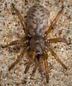 San Bernardino Hills Trapdoor Spider - photo 5