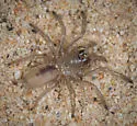 Aptostichus chemehuevi