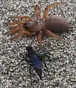 Miwok Trapdoor Spider