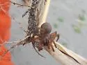 Miwok Trapdoor Spider - photo 2