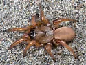 Miwok Trapdoor Spider - photo 3