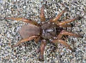 Miwok Trapdoor Spider - photo 4