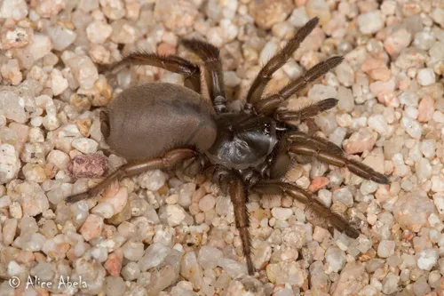 Sarlacc Trapdoor Spider