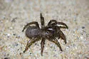 Southern Coastal Dune Trapdoor Spider