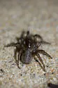 Southern Coastal Dune Trapdoor Spider - photo 2