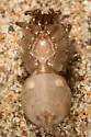 Southern Coastal Dune Trapdoor Spider - photo 3
