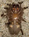 Southern Coastal Dune Trapdoor Spider - photo 4