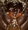 Southern Coastal Dune Trapdoor Spider - photo 5