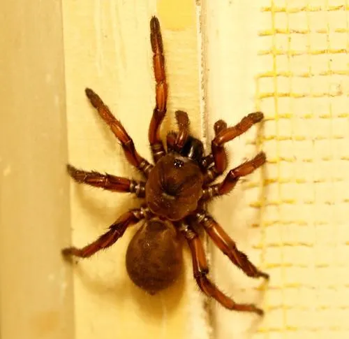 Stanford Hills Trapdoor Spider