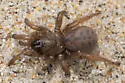 Stephen Colbert's Trapdoor Spider