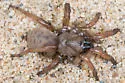 Stephen Colbert's Trapdoor Spider - photo 3