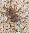 Stephen Colbert's Trapdoor Spider - photo 4