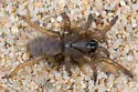 Stephen Colbert's Trapdoor Spider - photo 5