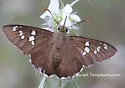 Dull Firetip - Hodges#3864 - photo 2