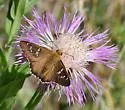 Dull Firetip - Hodges#3864 - photo 3