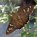 Dull Firetip - Hodges#3864 - photo 4