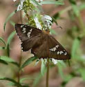 Dull Firetip - Hodges#3864 - photo 5