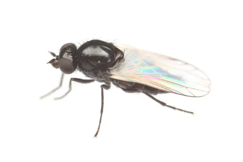 Apystomyia elinguis
