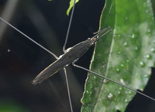 Giant Water Strider